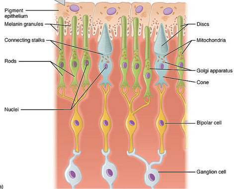 Retina