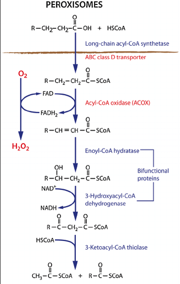 Beta-oxidácia mk v peroxizóme