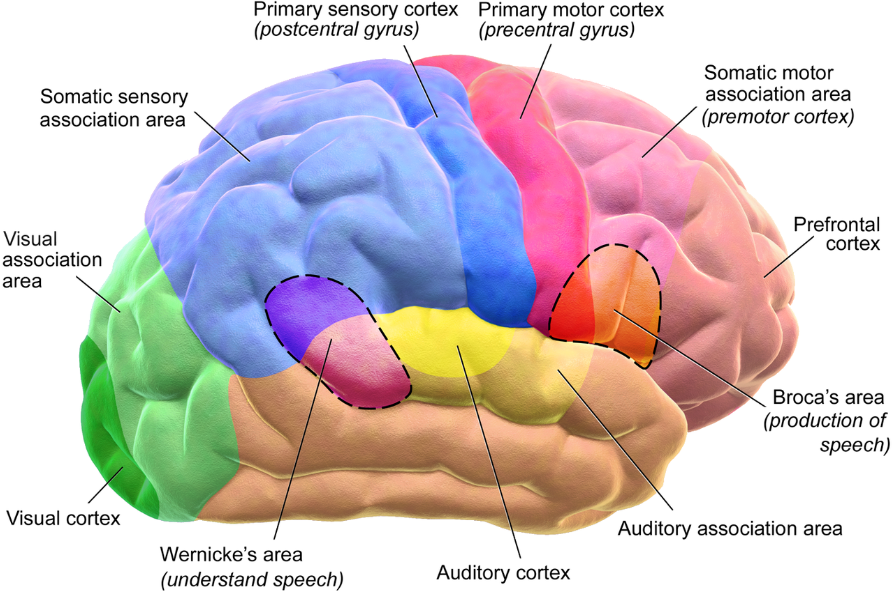 Čiarkované časti su dominantné na ľavej hemisfére