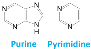 Puríny - AG, Pyrimidíny - TUC