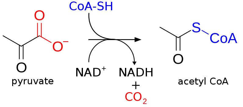 Pomocou enzýmu pyruvátdehydrogenázy